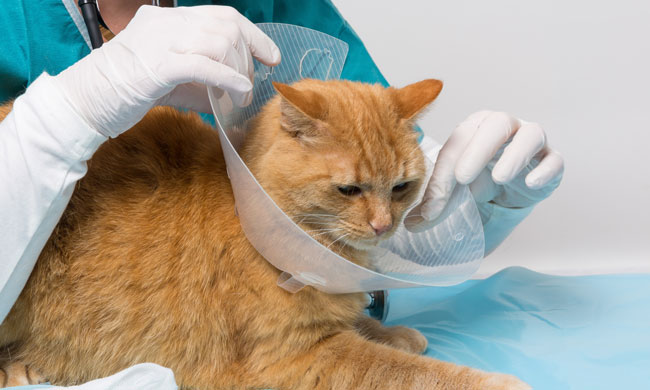 animales castracion z
