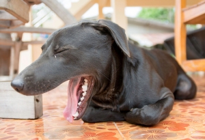 Mi perro no para de toser, ¿qué le pasa?