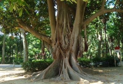 Conozcamos algo más de Sevilla, el árbol de las Lianas