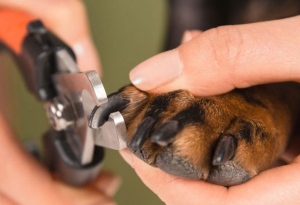 El corte de uñas en los perros