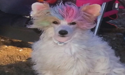 Cómo mantener bello y sano el pelo de tu perro en verano