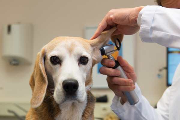 La otitis externa en nuestras mascotas