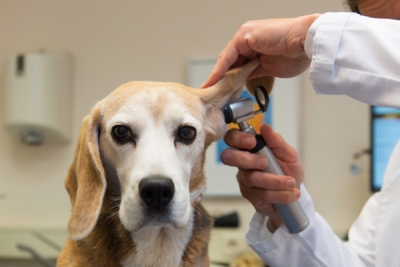 La otitis externa en nuestras mascotas
