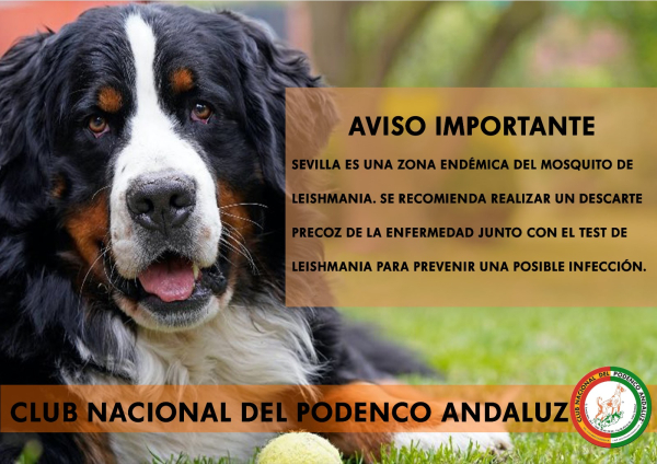 Leishmaniosis, enfermedad que afecta a nuestras mascotas