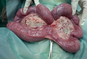 Piometra o infección de útero