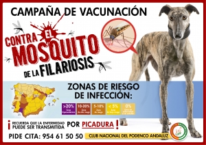 ¿Qué es la enfermedad del gusano del corazón?